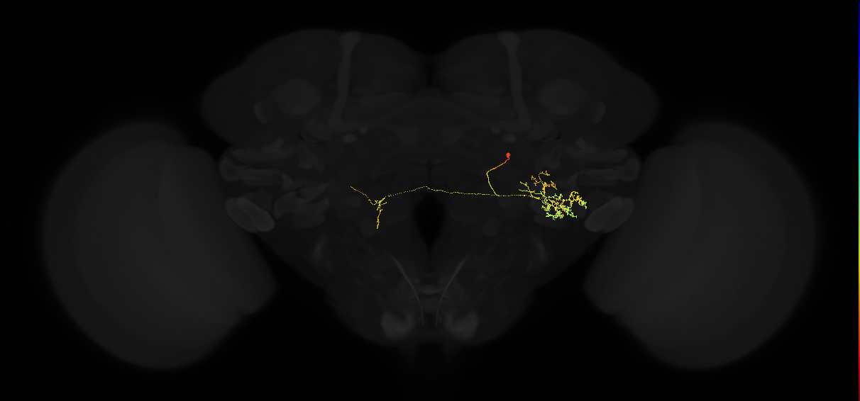 adult posterior lateral protocerebrum neuron 220