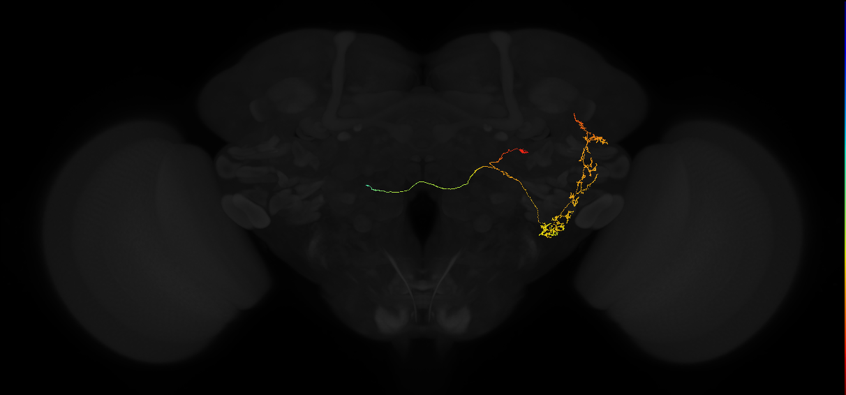 adult posterior lateral protocerebrum neuron 221