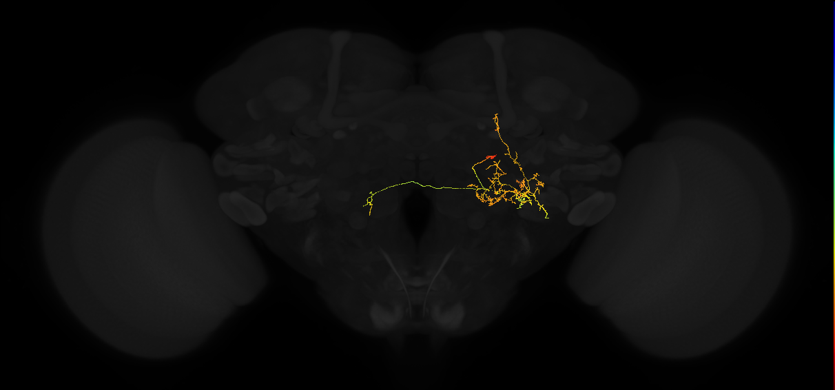 adult posterior lateral protocerebrum neuron 224