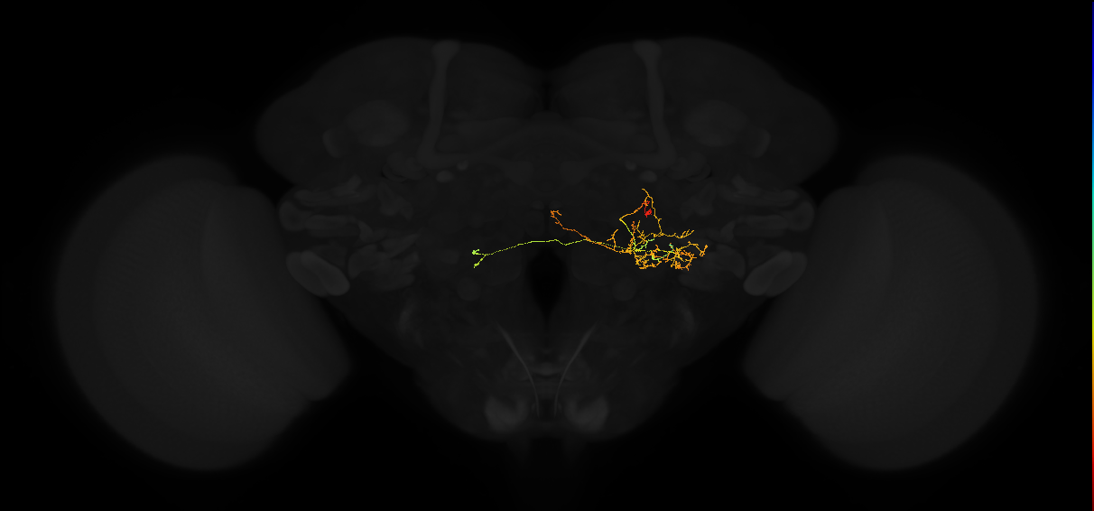 adult posterior lateral protocerebrum neuron 225