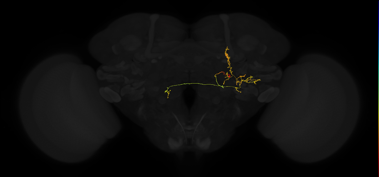 adult posterior lateral protocerebrum neuron 226