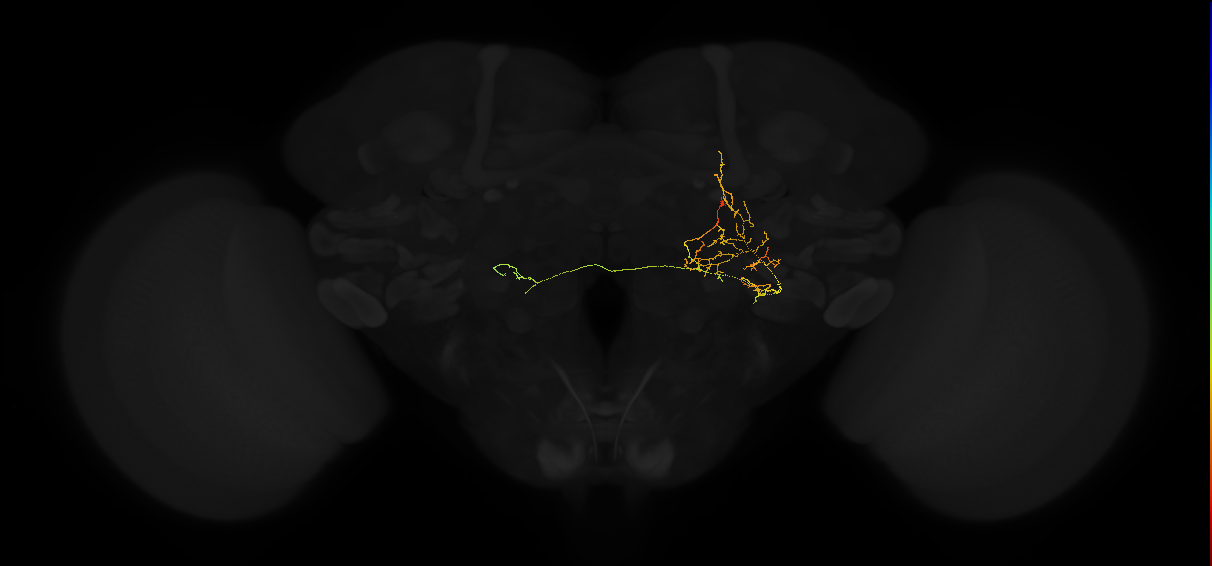 adult posterior lateral protocerebrum neuron 227