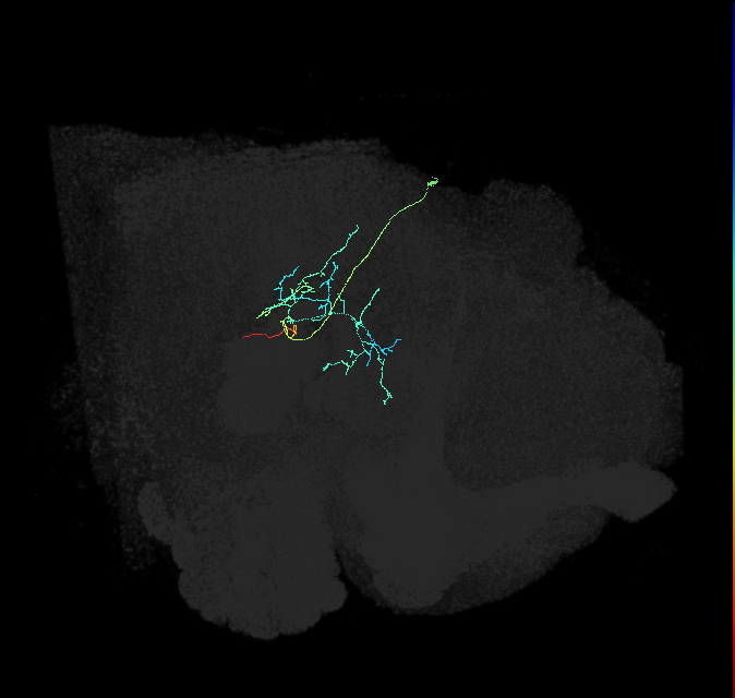 adult posterior lateral protocerebrum neuron 227