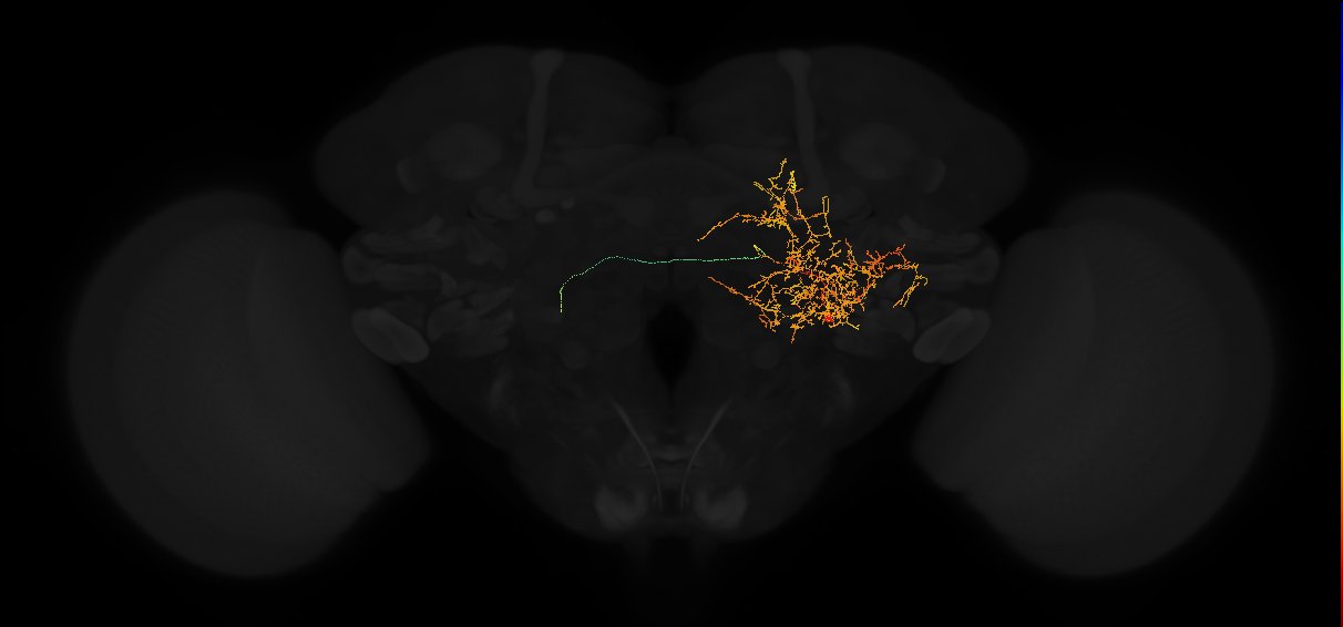 adult posterior lateral protocerebrum neuron 229