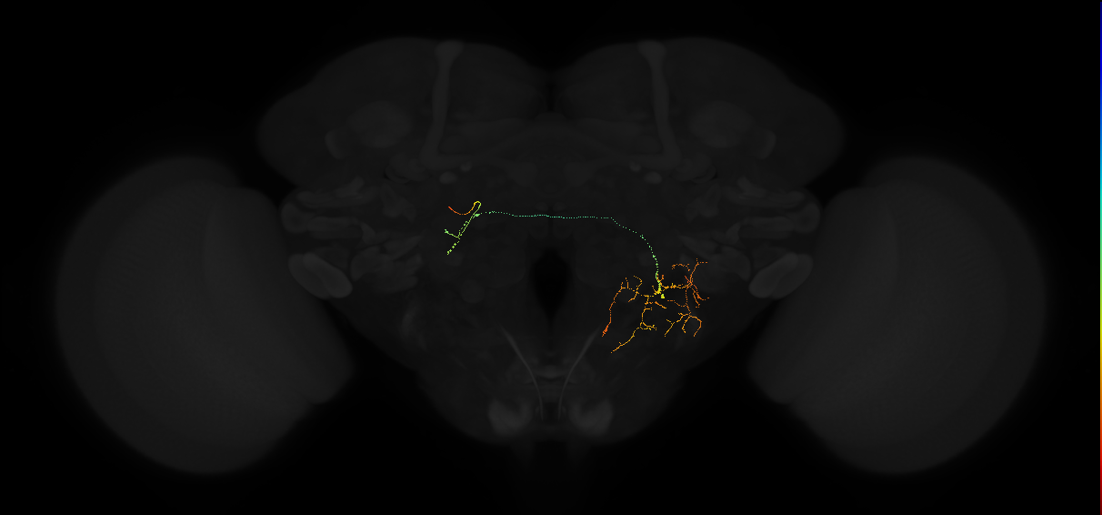 adult posterior lateral protocerebrum neuron 230