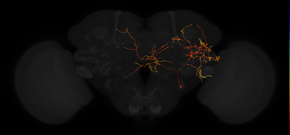 adult posterior lateral protocerebrum neuron 231