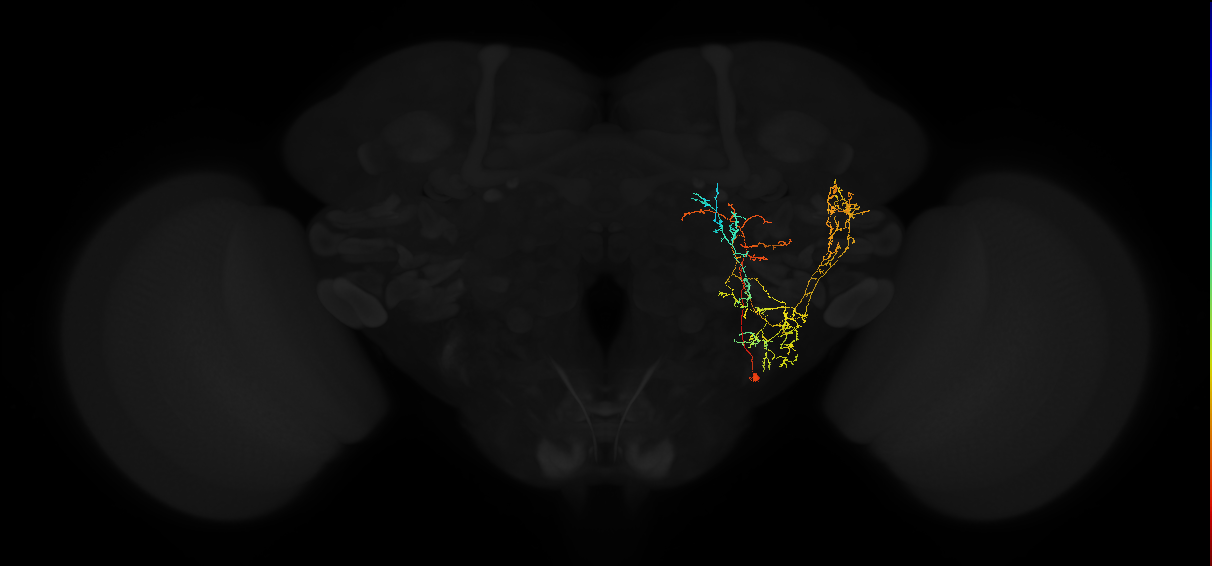 adult posterior lateral protocerebrum neuron 232