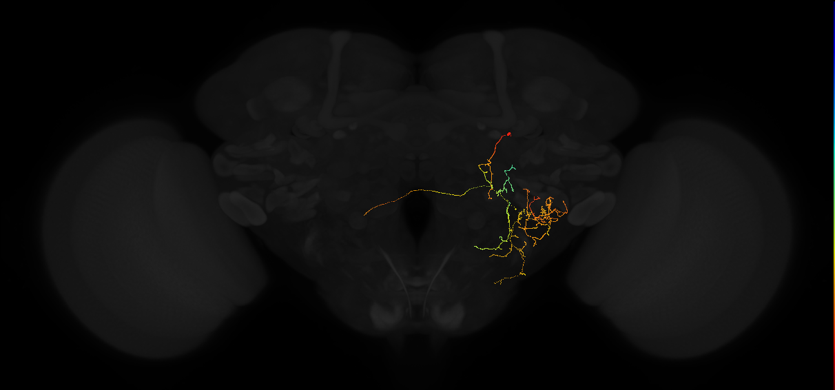 adult posterior lateral protocerebrum neuron 233