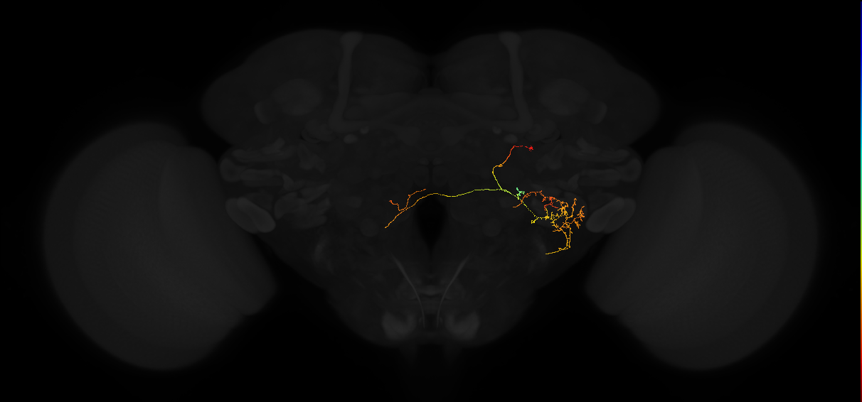 adult posterior lateral protocerebrum neuron 234