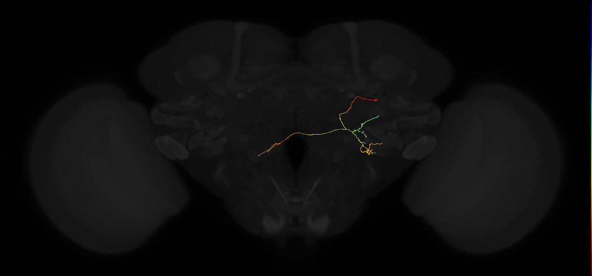 adult posterior lateral protocerebrum neuron 235