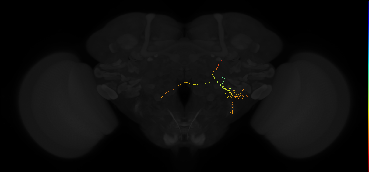 adult posterior lateral protocerebrum neuron 236