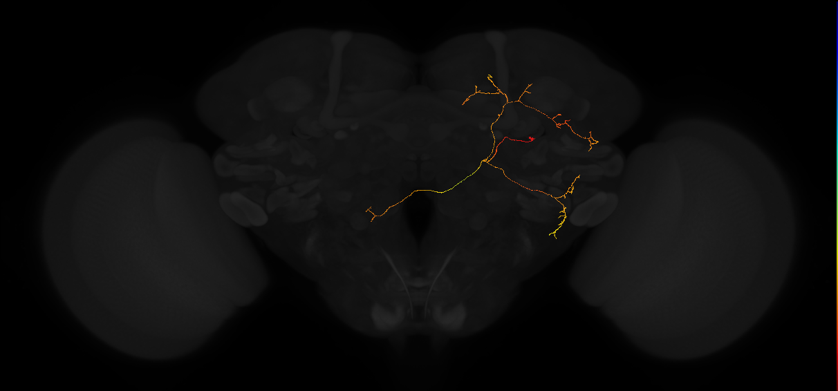 adult posterior lateral protocerebrum neuron 237