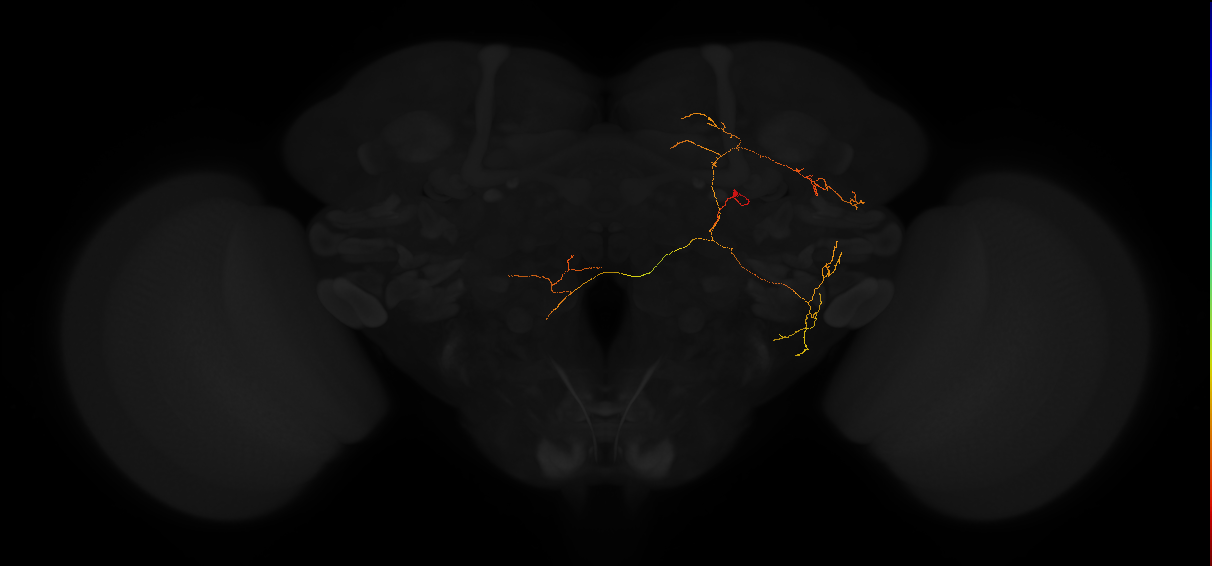 adult posterior lateral protocerebrum neuron 237