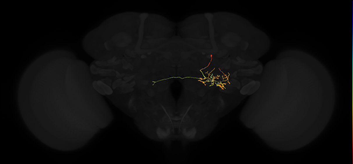 adult posterior lateral protocerebrum neuron 238