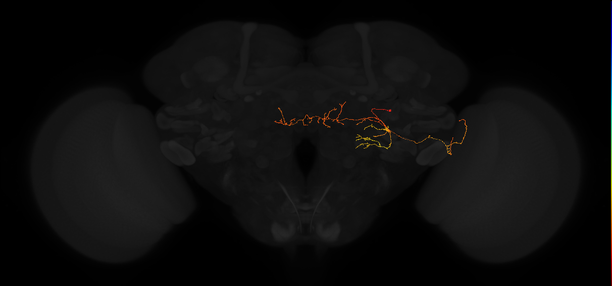 adult posterior lateral protocerebrum neuron 240