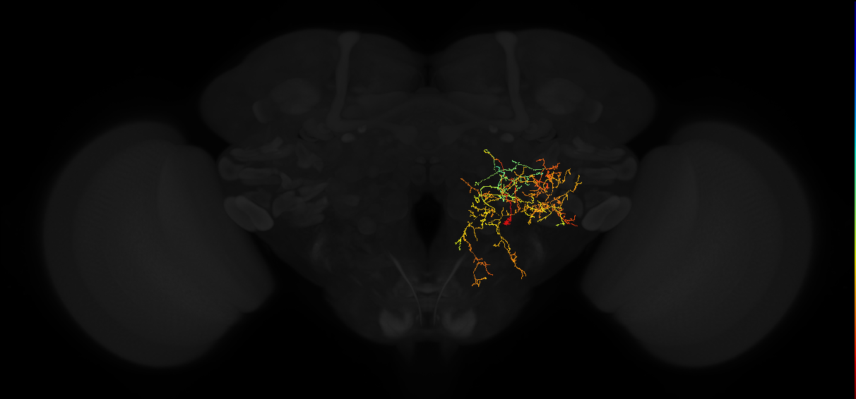adult posterior lateral protocerebrum neuron 242