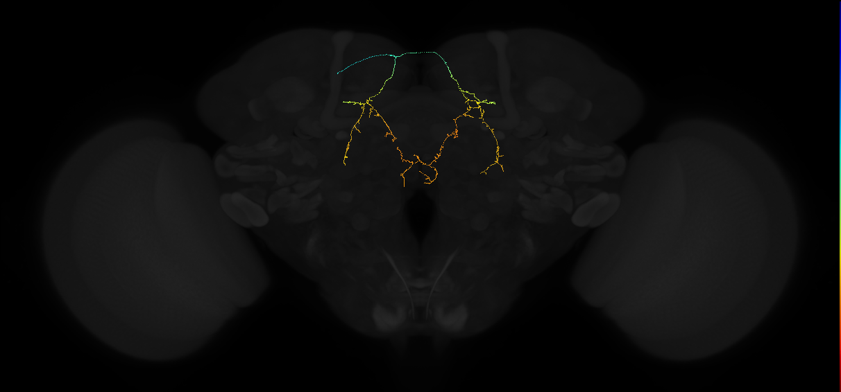 adult posterior lateral protocerebrum neuron 245