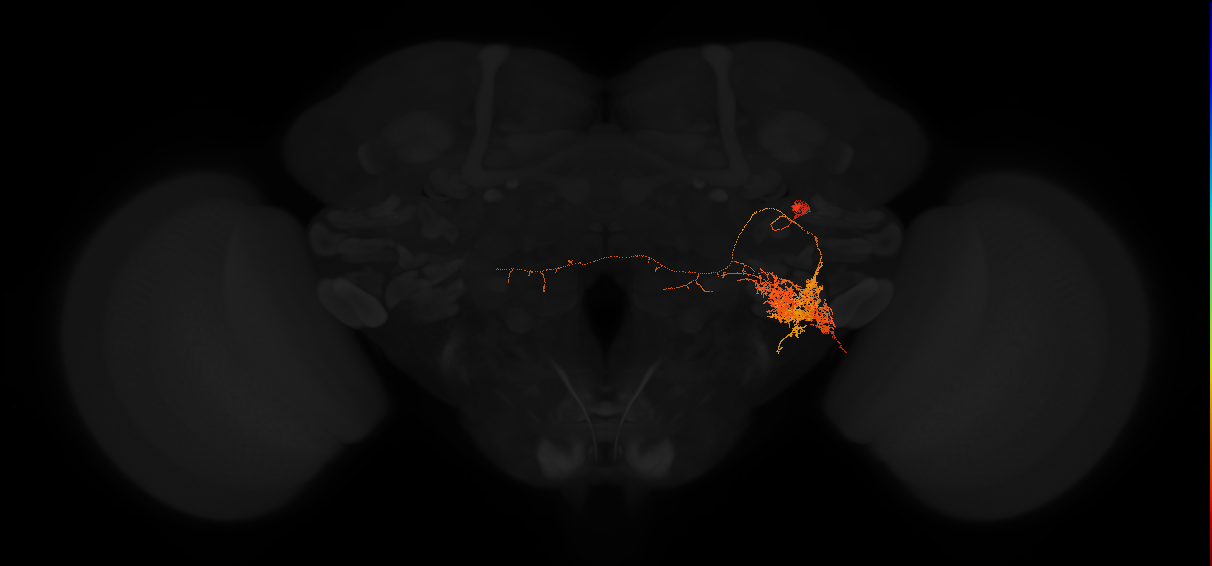 adult posterior lateral protocerebrum neuron 248