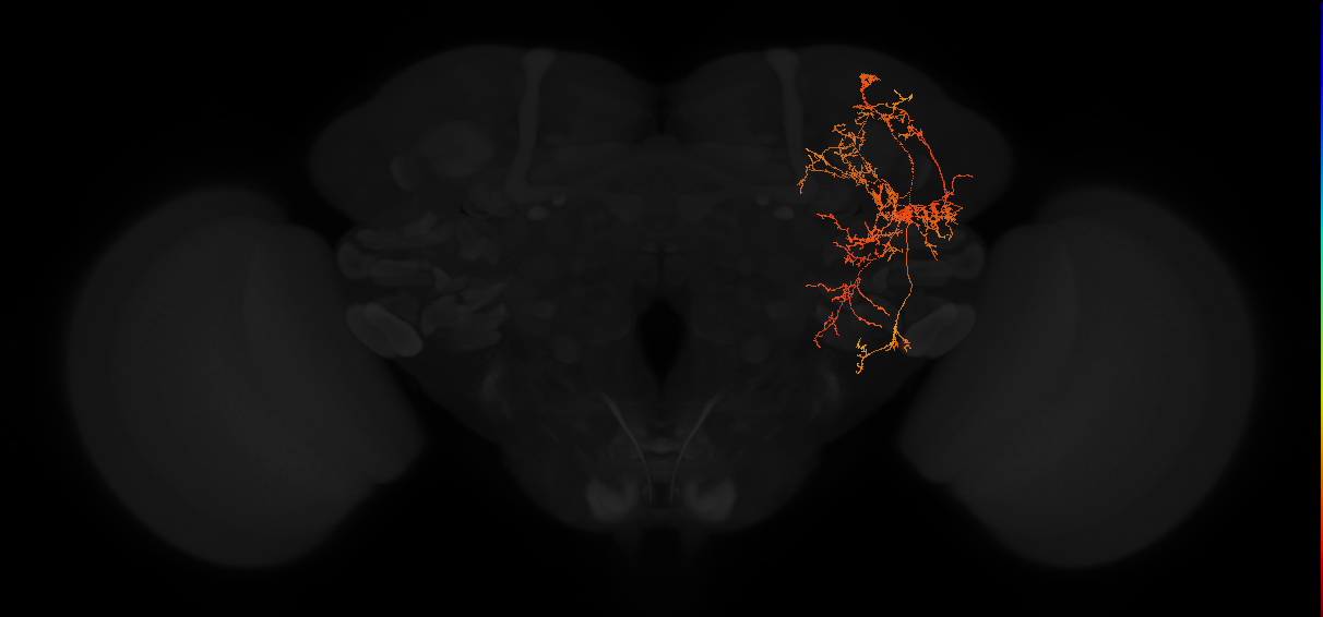adult posterior lateral protocerebrum neuron 252