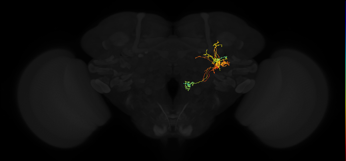 adult posterior lateral protocerebrum neuron 254