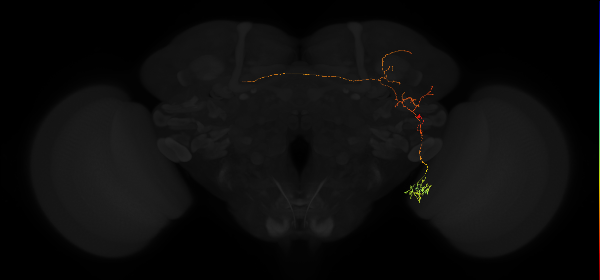 adult posterior lateral protocerebrum neuron 255
