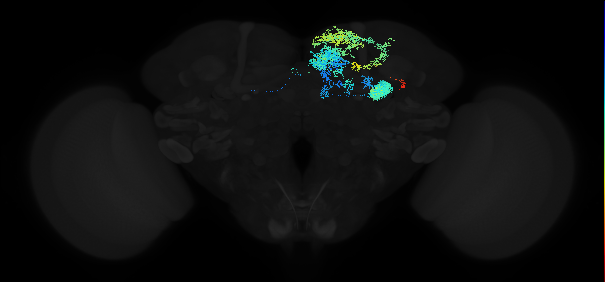 mushroom body pedunculus-medial lobe arborizing neuron 1