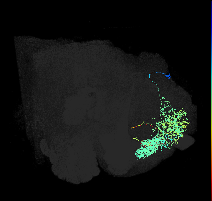 PPL105(a&bsol;'2a2)_R (FlyEM-HB:5813019513)