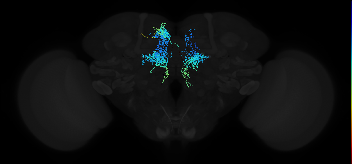 dopaminergic PPL1 neuron