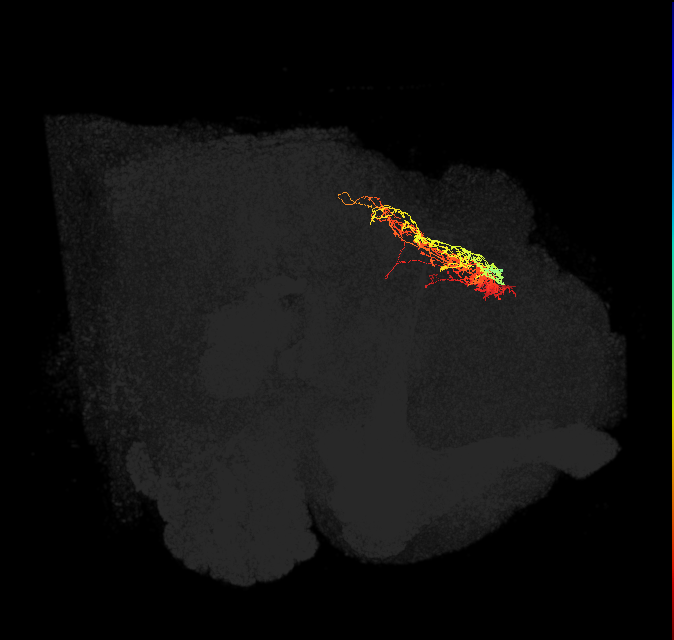 PPL204(PVL17)_L (FlyEM-HB:759464163)