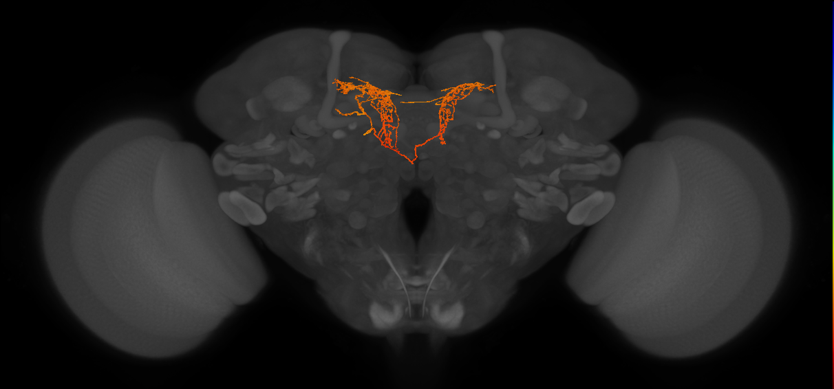 PPL204(PVL17)_L (FlyEM-HB:759464163)