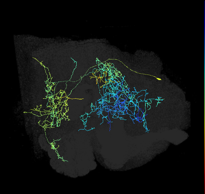 PPM1201_R (FlyEM-HB:950229431)