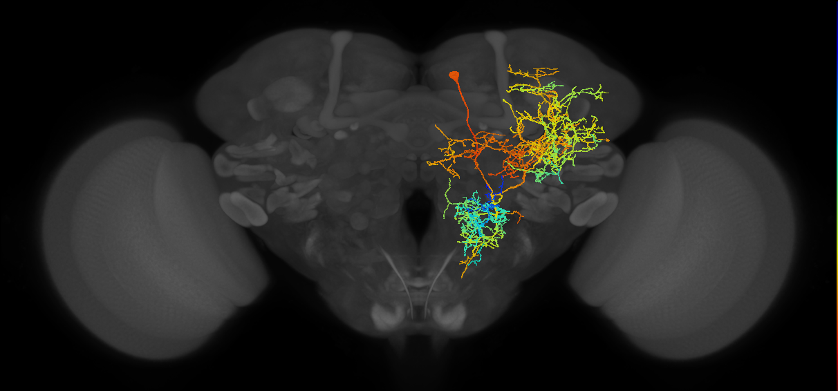 PPM1201_R (FlyEM-HB:950229431)