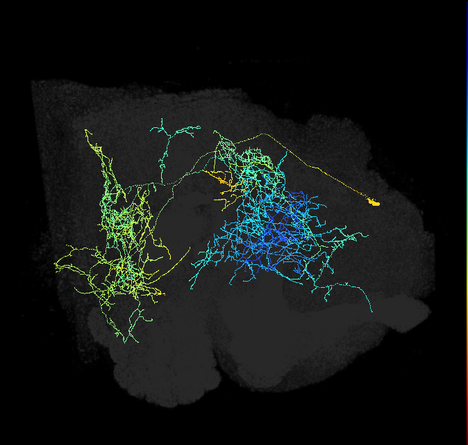 PPM1201_R (FlyEM-HB:792040520)