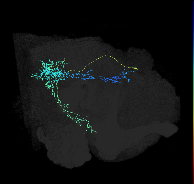 PPM1202_R (FlyEM-HB:1035601661)