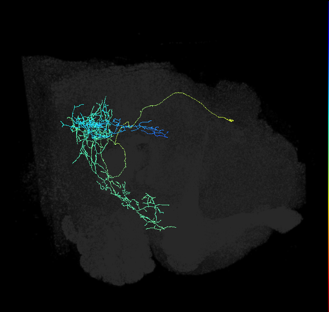 PPM1202_R (FlyEM-HB:5813062871)
