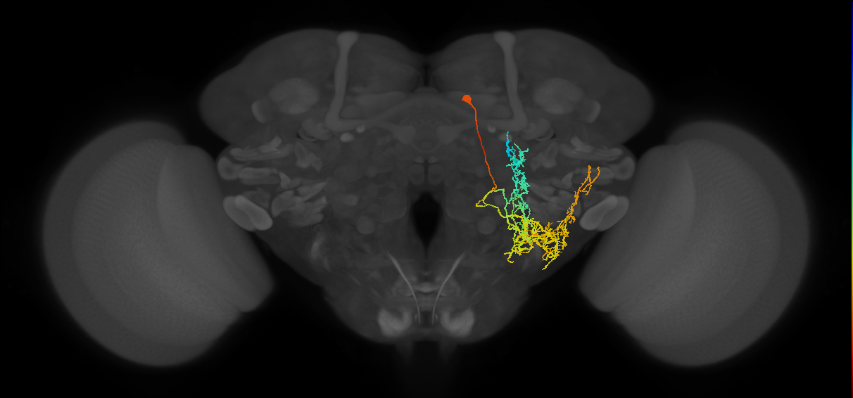 PPM1202_R (FlyEM-HB:5813062871)