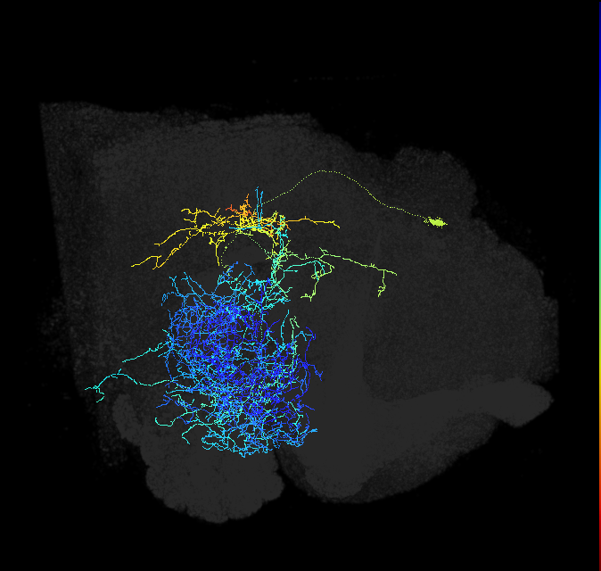PPM1203_R (FlyEM-HB:5813054384)