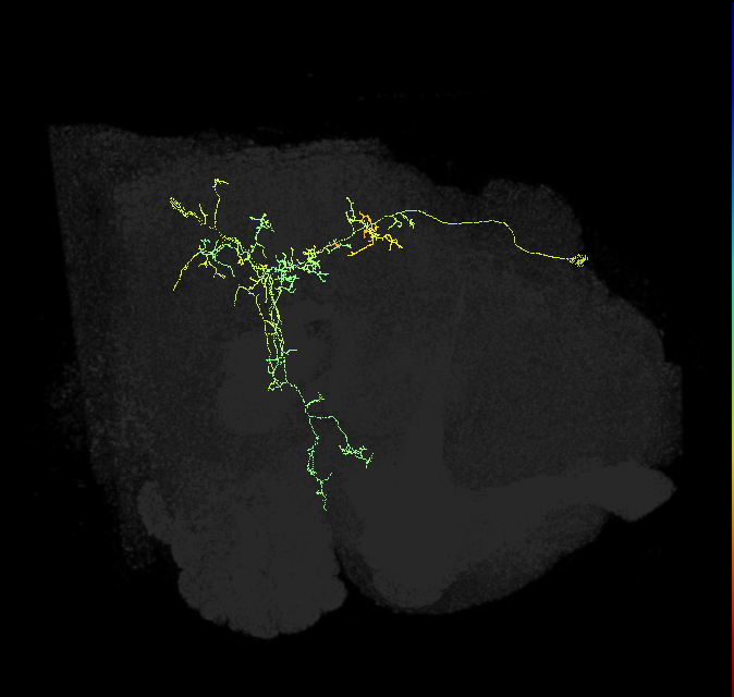 PPM1204_R (FlyEM-HB:910451489)