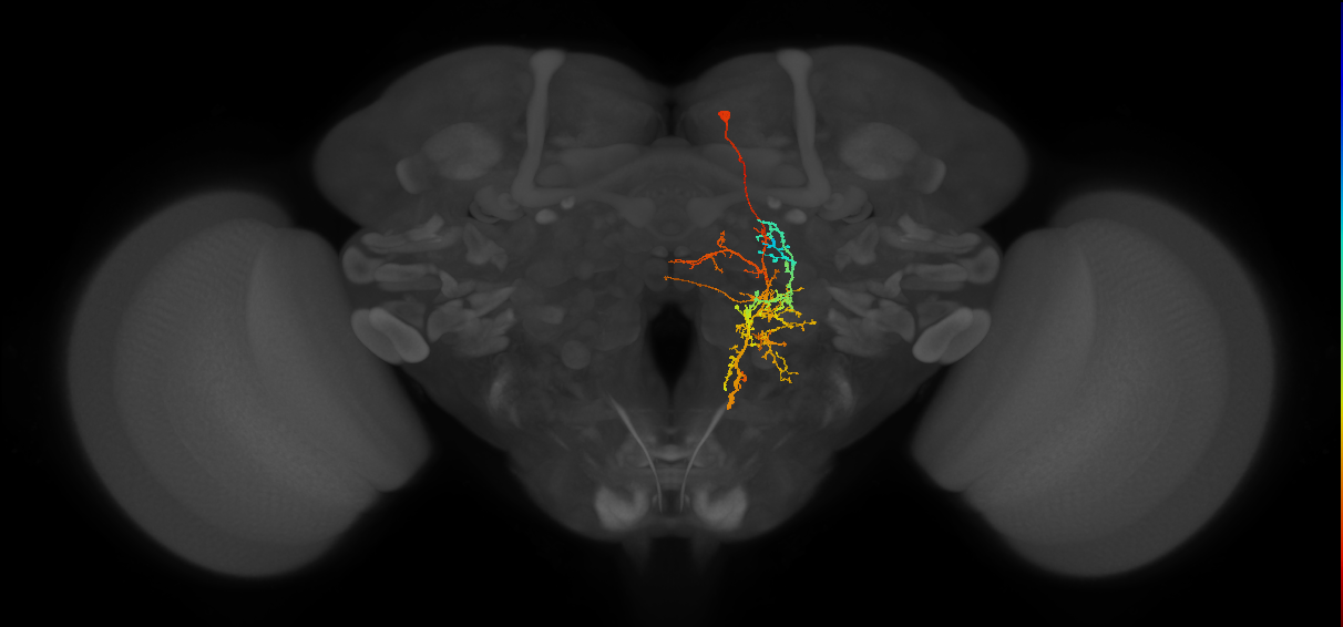 PPM1204_R (FlyEM-HB:910451489)