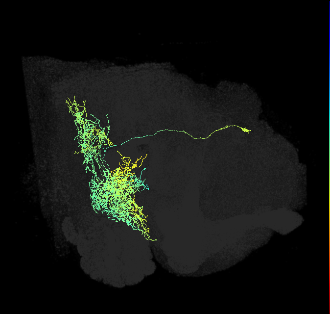 PPM1205_R (FlyEM-HB:5813060068)