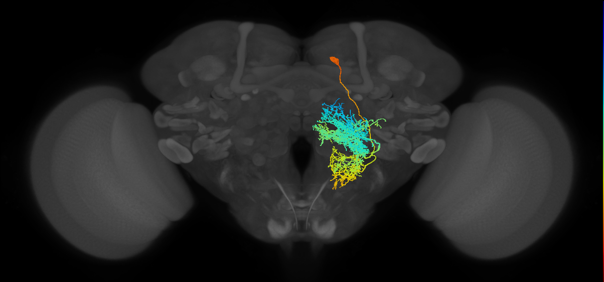 PPM1205_R (FlyEM-HB:5813060068)