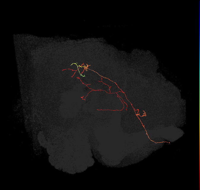 PS004(ADM01)_L (FlyEM-HB:737607614)