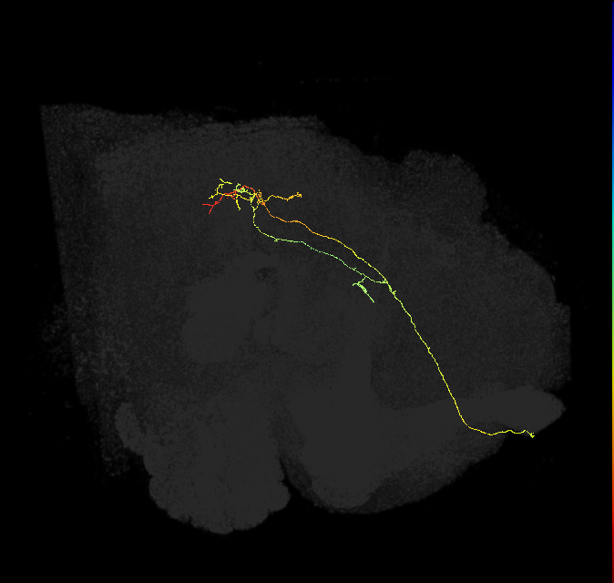 PS005_b_R (FlyEM-HB:1779796258)