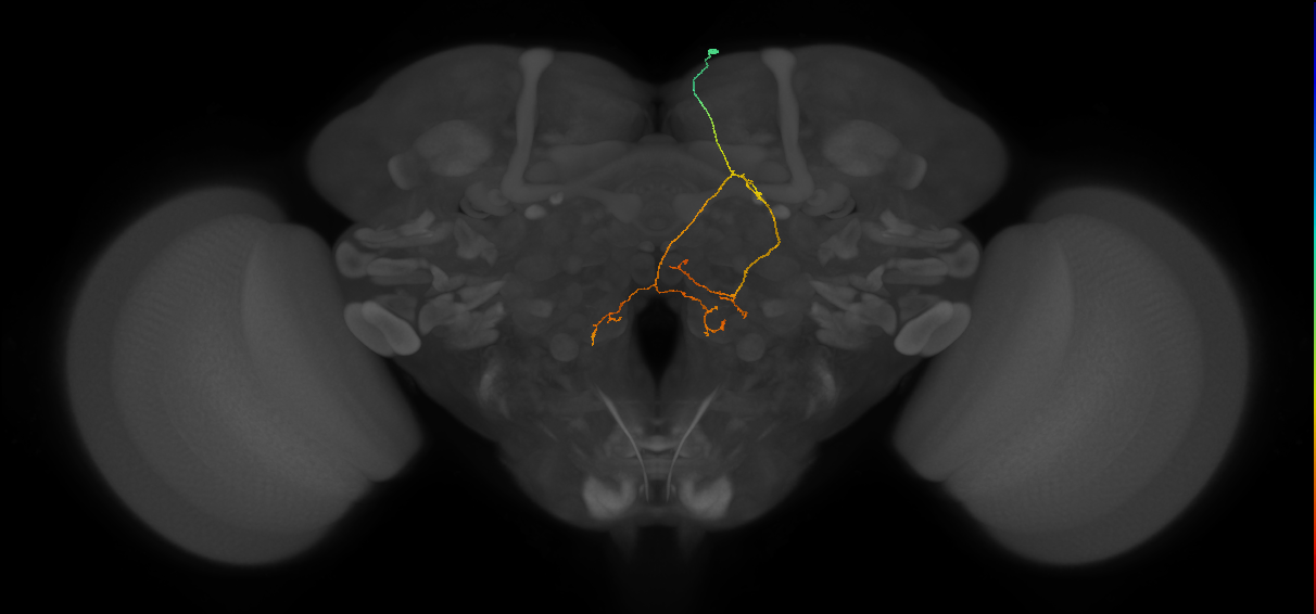 PS005_b_R (FlyEM-HB:1779796258)