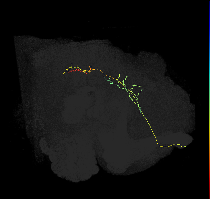 PS005_d_R (FlyEM-HB:5901193173)