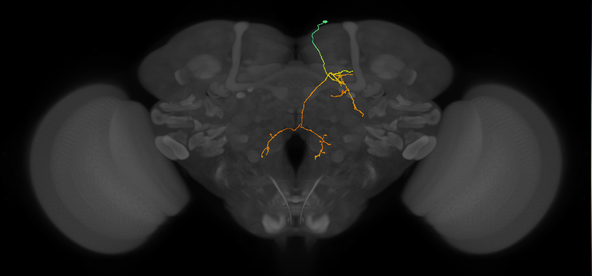 PS005_d_R (FlyEM-HB:5901193173)