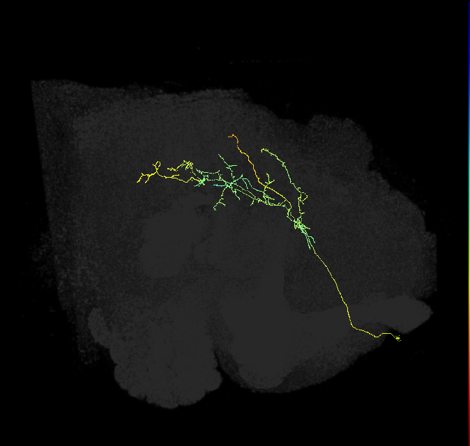 PS005_e_R (FlyEM-HB:613756808)