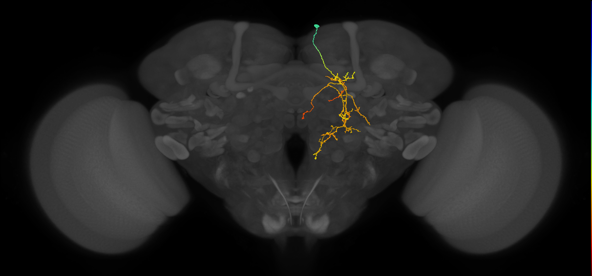 PS005_e_R (FlyEM-HB:613756808)