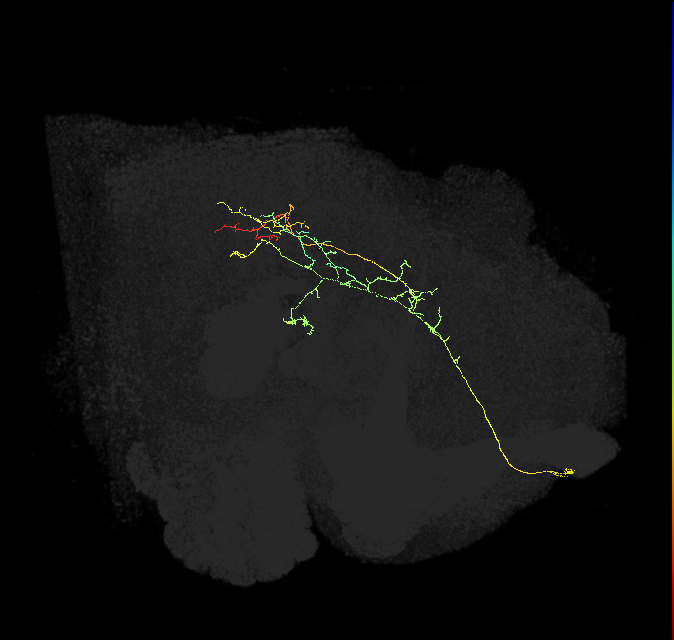 PS005_f_R (FlyEM-HB:5813130229)