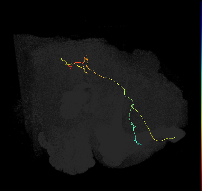 PS008_a_R (FlyEM-HB:1502536546)